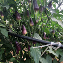 Purple Tower Facing-Heaven Pepper Seeds, 0.2g