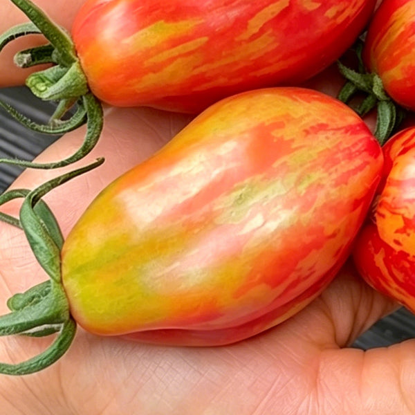 Red Pear Tomato, 100 Seeds