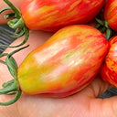 Red Pear Tomato, 100 Seeds