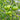589 Linnaeus Heart Tomato, 5 Seeds