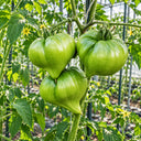 589 Linnaeus Heart Tomato, 5 Seeds