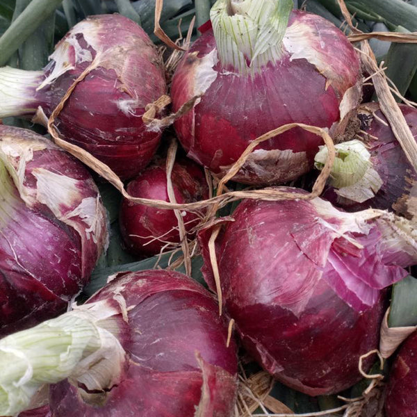 Zilu No.3 Purple Onion Seeds, 2 Grams ≈ 600 Seeds