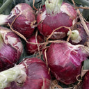 Zilu No.3 Purple Onion Seeds, 2 Grams ≈ 600 Seeds
