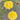 Hezhichun Yellow Moss-Rose Purslane Seeds, 1g