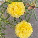 Hezhichun Yellow Moss-Rose Purslane Seeds, 1g