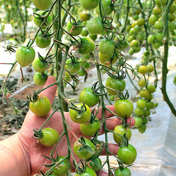Dream Green Sweet No.2 Cherry Tomato, 5 Seeds