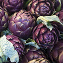 Artichoke, Purple