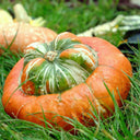 Hezhichun Turk's Turban Pumpkin, 10 Seeds