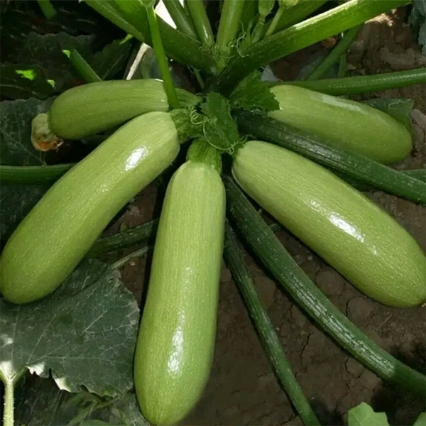 Zaoqing Zucchini Seeds,5g Per Bag