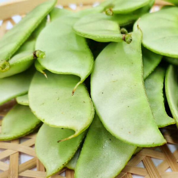 Early-maturing No.1 Hyacinth Bean Seeds, 10g