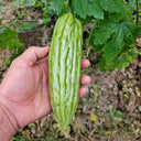 Jiemei 23 Bitter Gourd, 50 Seeds