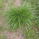 Fairy Green Perennial Ryegrass Seeds, 200g