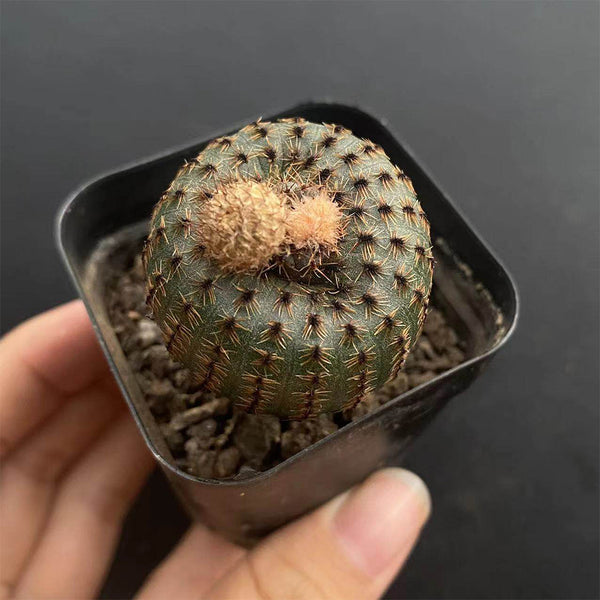 Frailea phaeodisca, 2-3cm