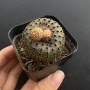 Frailea phaeodisca, 2-3cm
