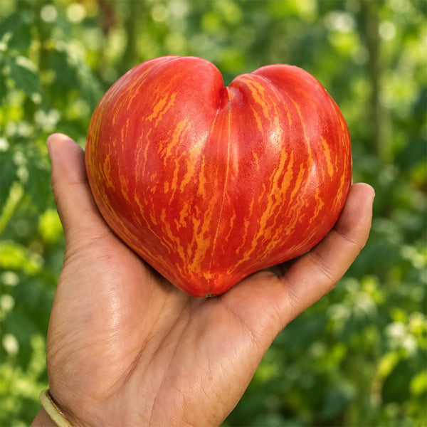 395 Dwarf Stony Brook Heart Tomato, 5 Seeds