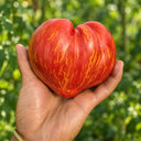 395 Dwarf Stony Brook Heart Tomato, 5 Seeds