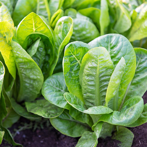 Green Peacock Lettuce Seeds, 3g