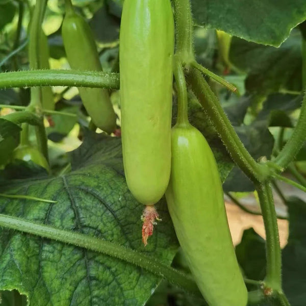 Crispy Jade Fruit Cucumber, 5 Seeds