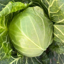 Iron Green 45 Cabbage, 10g