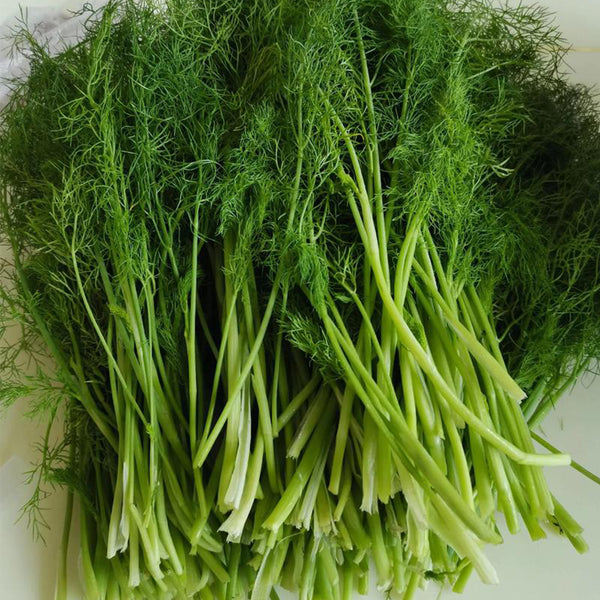 Multi-Harvest Fennel Seeds, 10g