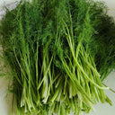 Multi-Harvest Fennel Seeds, 10g