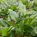 Golden Autumn Spinach Seeds, 20g