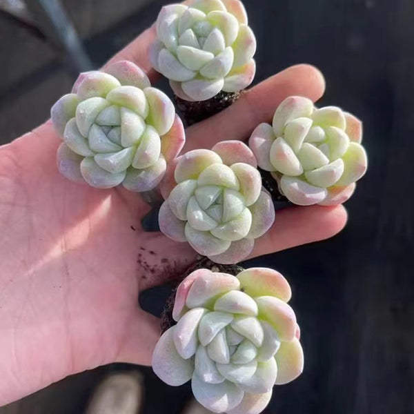 Echeveria 'Ice green', 3pcs x 1-head