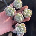 Echeveria 'Ice green', 3pcs x 1-head