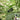 Black Nightshade, 500 Seeds