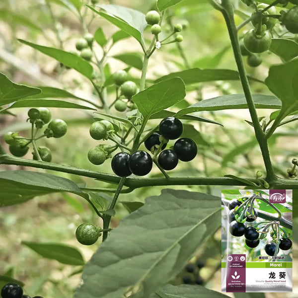 Black Nightshade, 500 Seeds