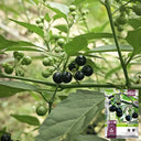 Black Nightshade, 500 Seeds