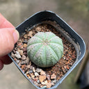 Euphorbia obesa 'Baseball' Live Succulent, 2-3cm