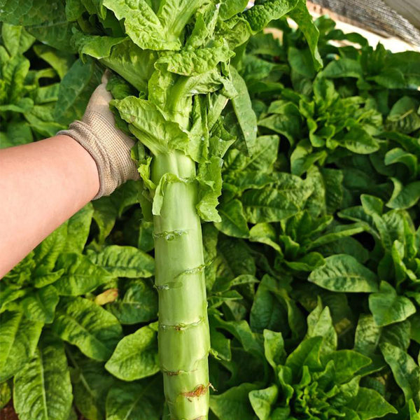 Jade Stem Lettuce Seeds, 10g