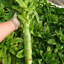 Jade Stem Lettuce Seeds, 10g