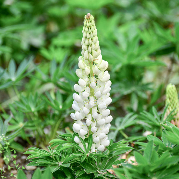 White Lupin, 100 Seeds