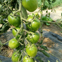 Green Jade Tomato, 100 Seeds