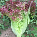 Red Leaf Romaine Lettuce Seeds, 5g