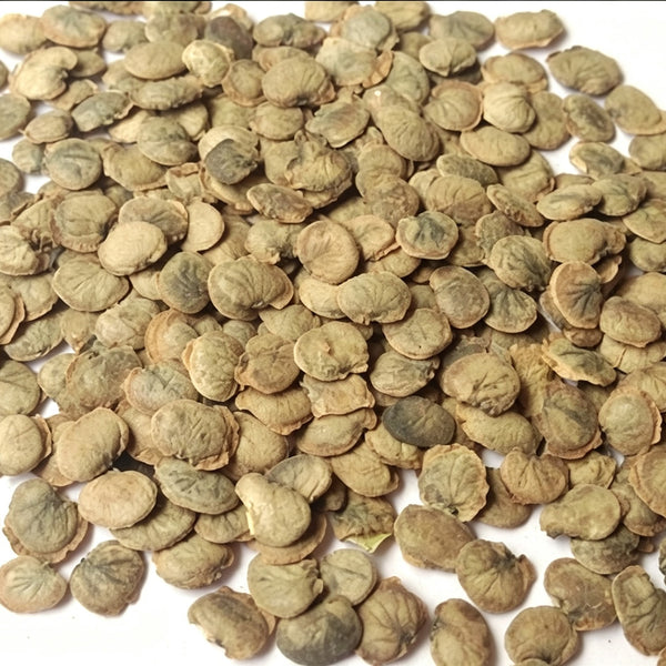 White Honesty Silver Dollar, 10 Seeds