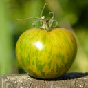 Sandy-Fleshed Cherry Tomato, 30 Seeds