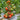 69 Beautiful Dreamer Tomato, 5 Seeds