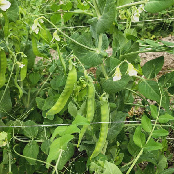 Large-Pod Snow Pea Seeds, 50g