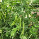 Large-Pod Snow Pea Seeds, 50g