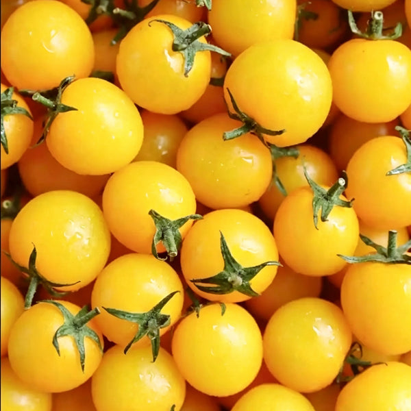 934 'Snow White' Cherry Tomato, 5 Seeds
