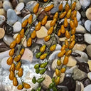 1021 Wild Tiny Yellow Pear Tomato, 5 Seeds