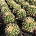 Kroenleinia grusonii 'Intertextus' Live Cactus