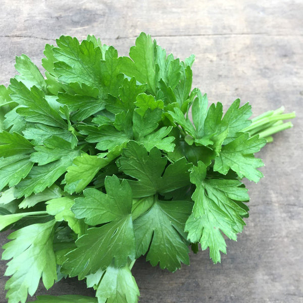 Italian Giant Parsley, 100 Seeds
