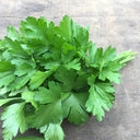 Italian Giant Parsley, 100 Seeds