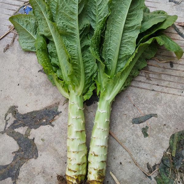 Erbai Pi Stems Lettuce Seeds, 10g
