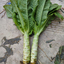 Erbai Pi Stems Lettuce Seeds, 10g