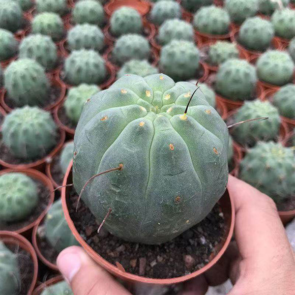 Matucana madisoniorum, 3-4cm